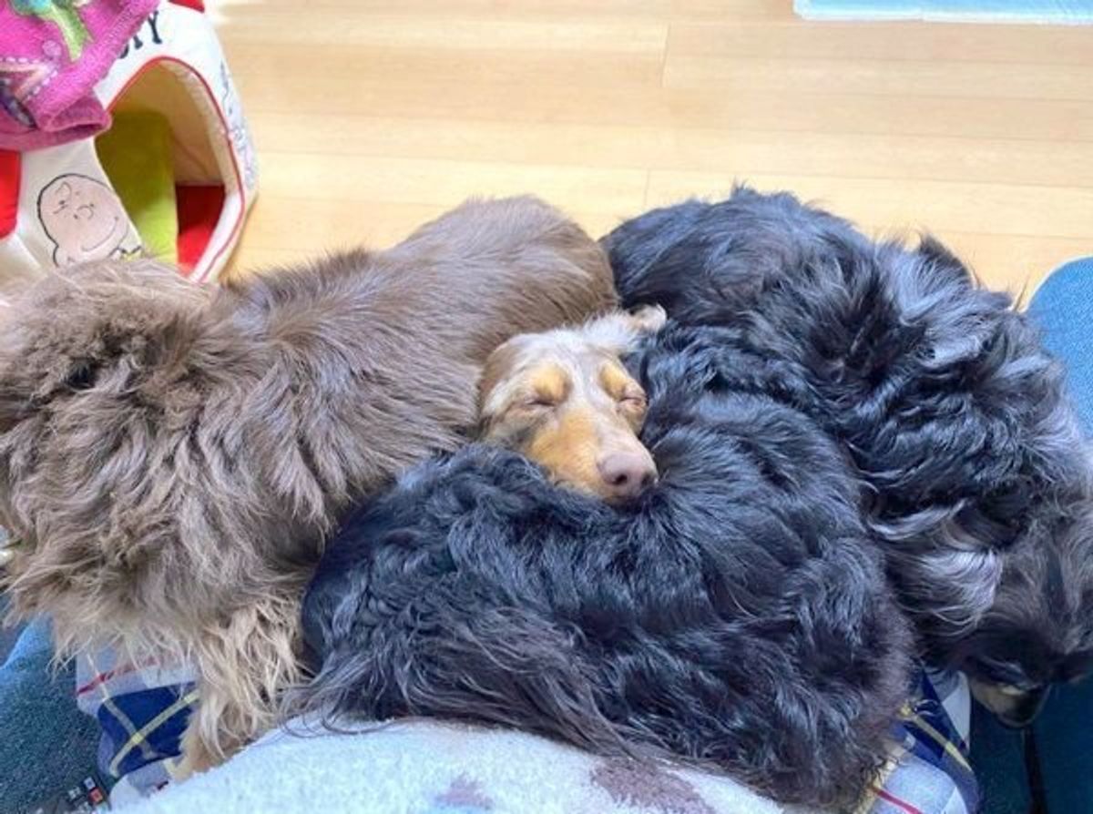 犬同士がくっついて寝る驚きの真相！信頼の証と見逃せない危険サイン