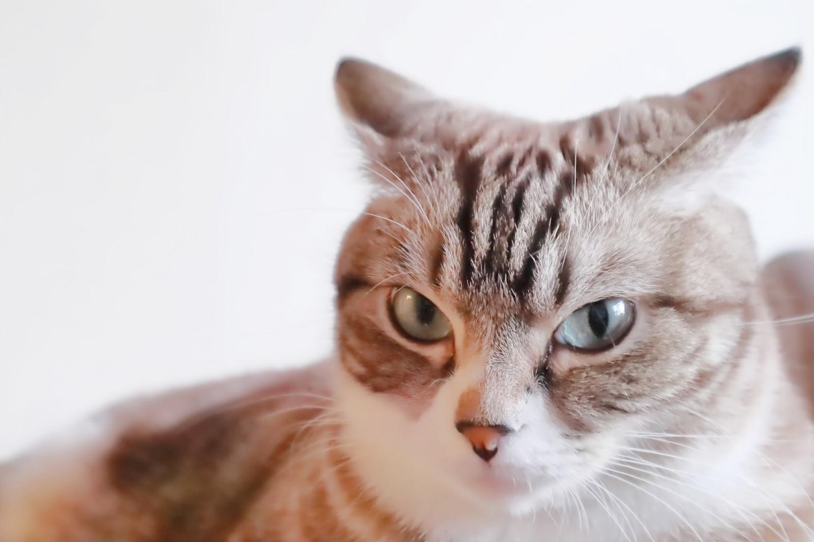 猫のイカ耳は怒りだけじゃない！感情を見抜く決定打とNg行動の真相