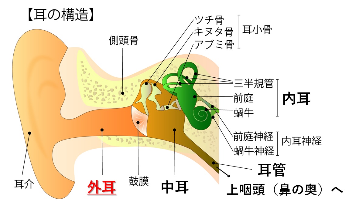 耳の中でカサカサ音がする原因は？異物の正体と耳鼻科受診の判断基準