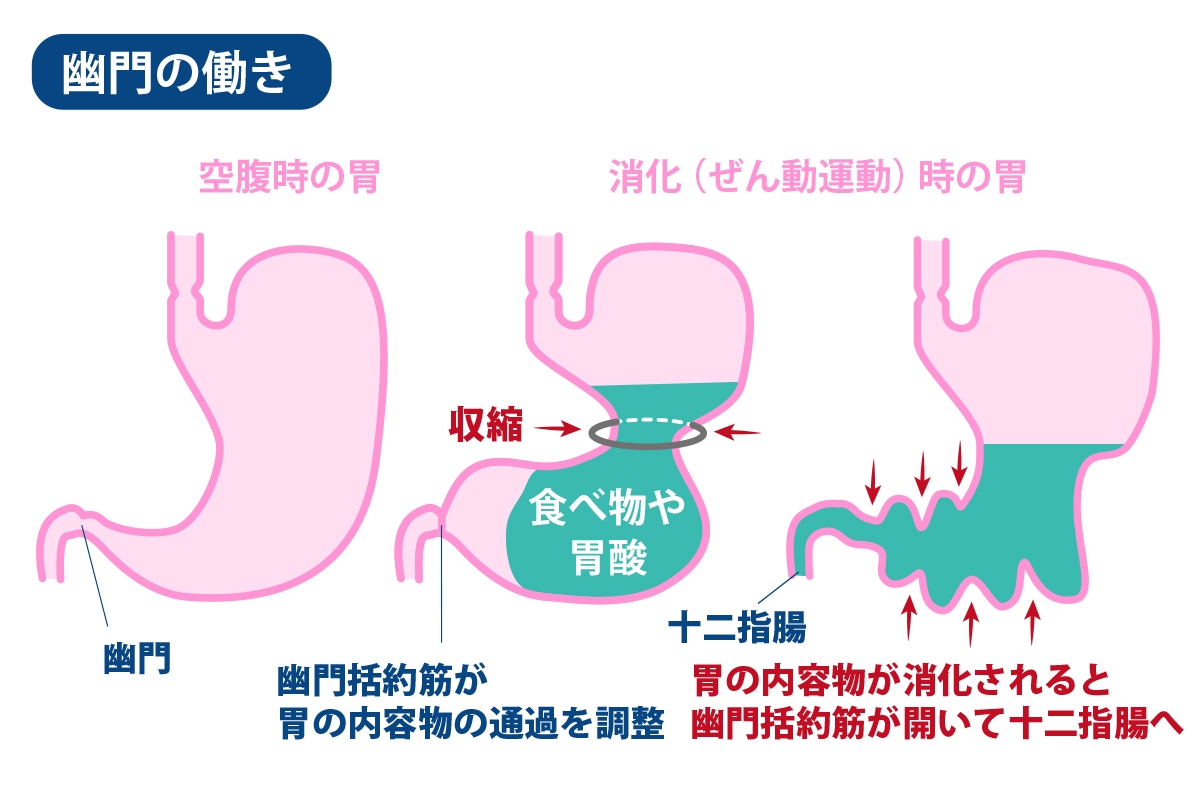 お腹が鳴る理由の真相！空腹・食後・緊張時のメカニズムと即効の止め方
