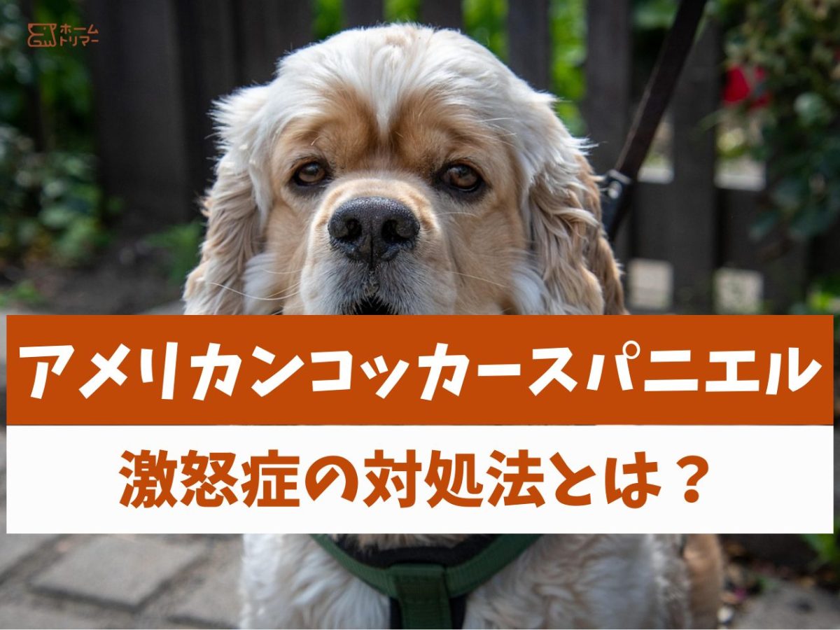 コッカースパニエルの激怒症とは？突然凶暴化する原因と見分け方
