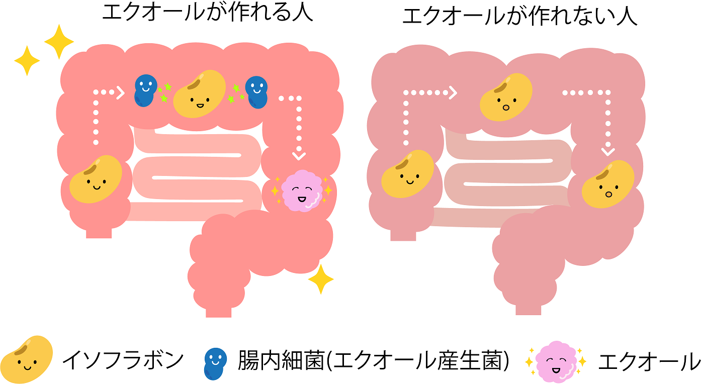 エクオール作れる人は本当に見た目が若い？肌と髪の違い・産生を高める新事実