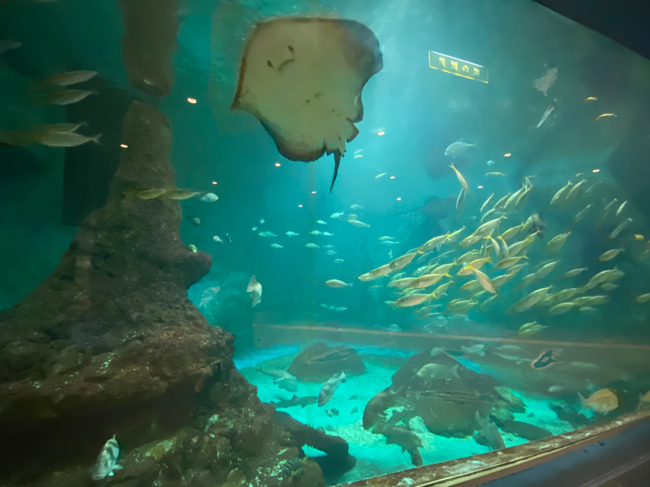 和歌山県立自然博物館の評判と魅力！水族館並みの大水槽や料金を徹底解説
