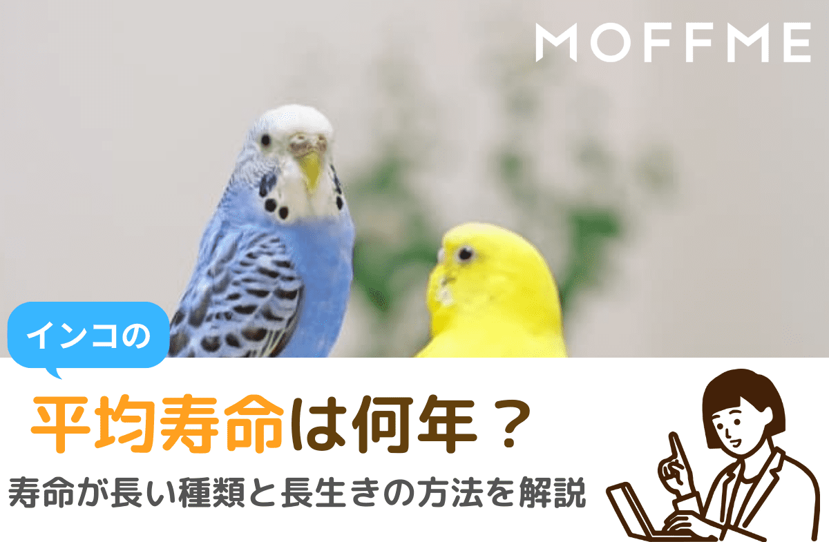 セキセイインコの寿命は何年？20年長生きさせる秘訣と突然死の防ぎ方