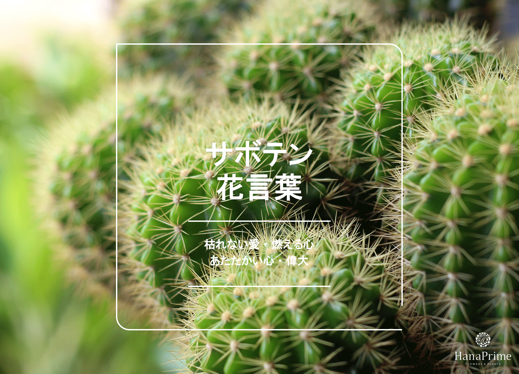 サボテンの花言葉は本当に怖い？燃える心・枯れない愛の真相とギフトの掟