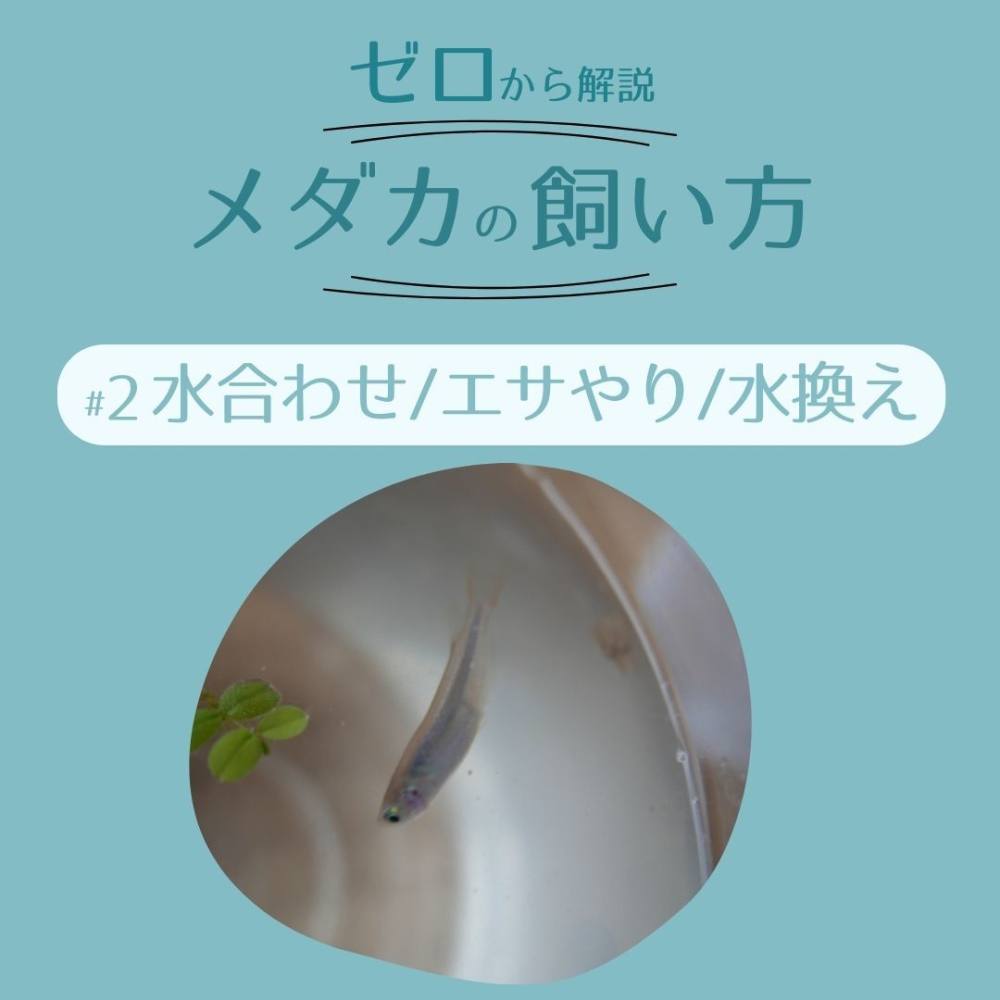 メダカの水合わせ完全攻略！初心者が陥る失敗原因と点滴法の手順
