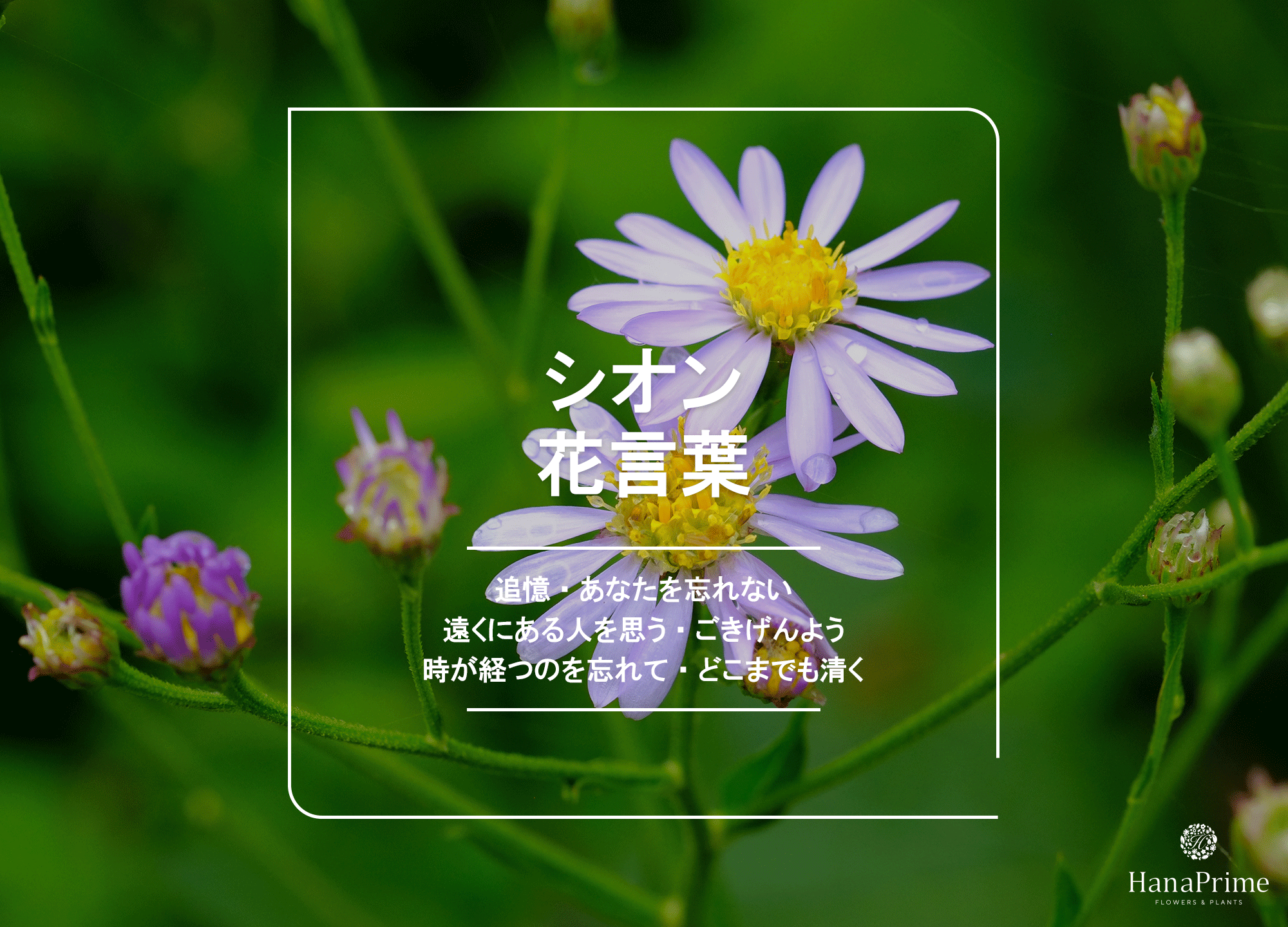 紫苑の花言葉に怖い意味はある？「君を忘れない」の由来と真相