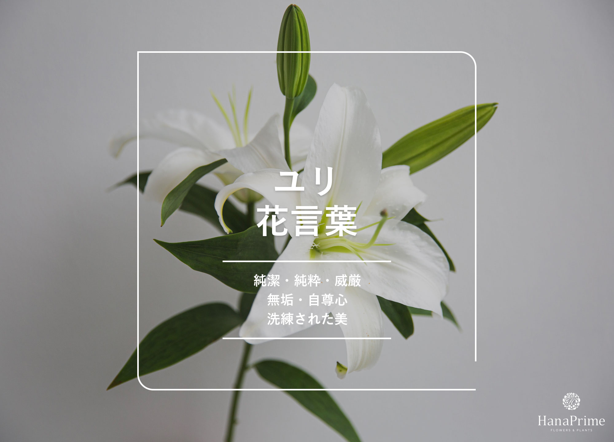 白百合の花言葉に怖い意味は？純潔・威厳の由来と本数別の意味を徹底解説