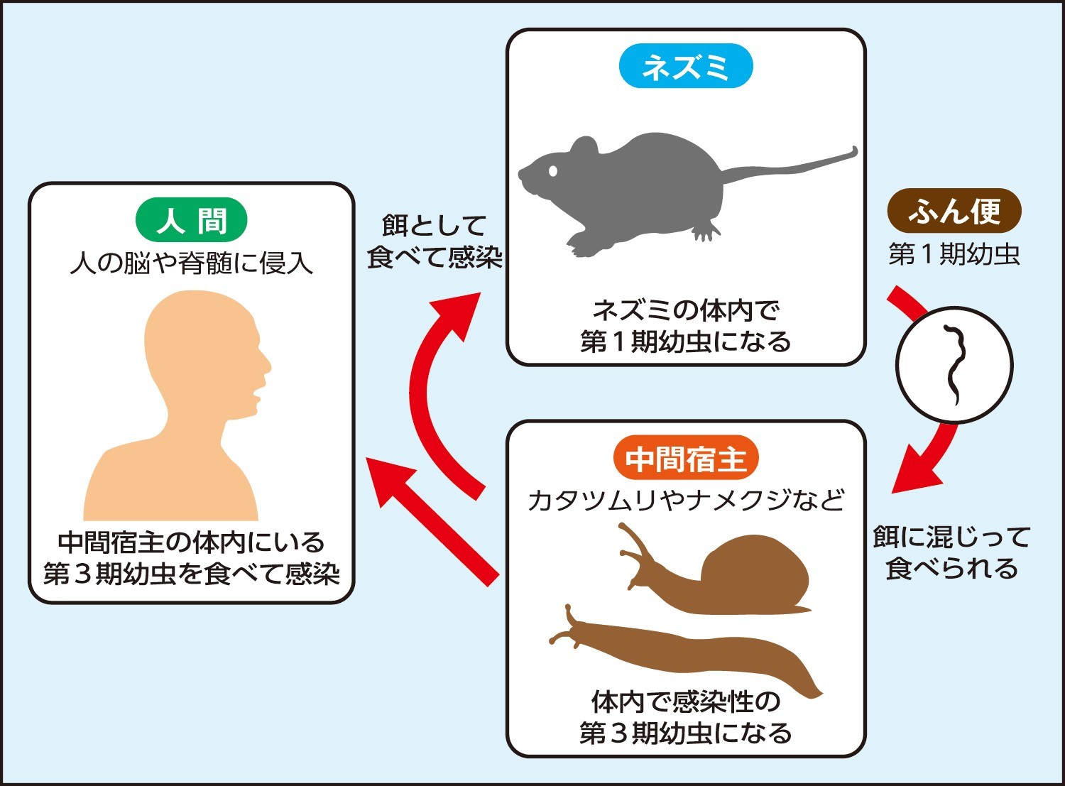 広東住血線虫の恐怖と感染経路｜触るだけで危険？症状と予防法を徹底解説