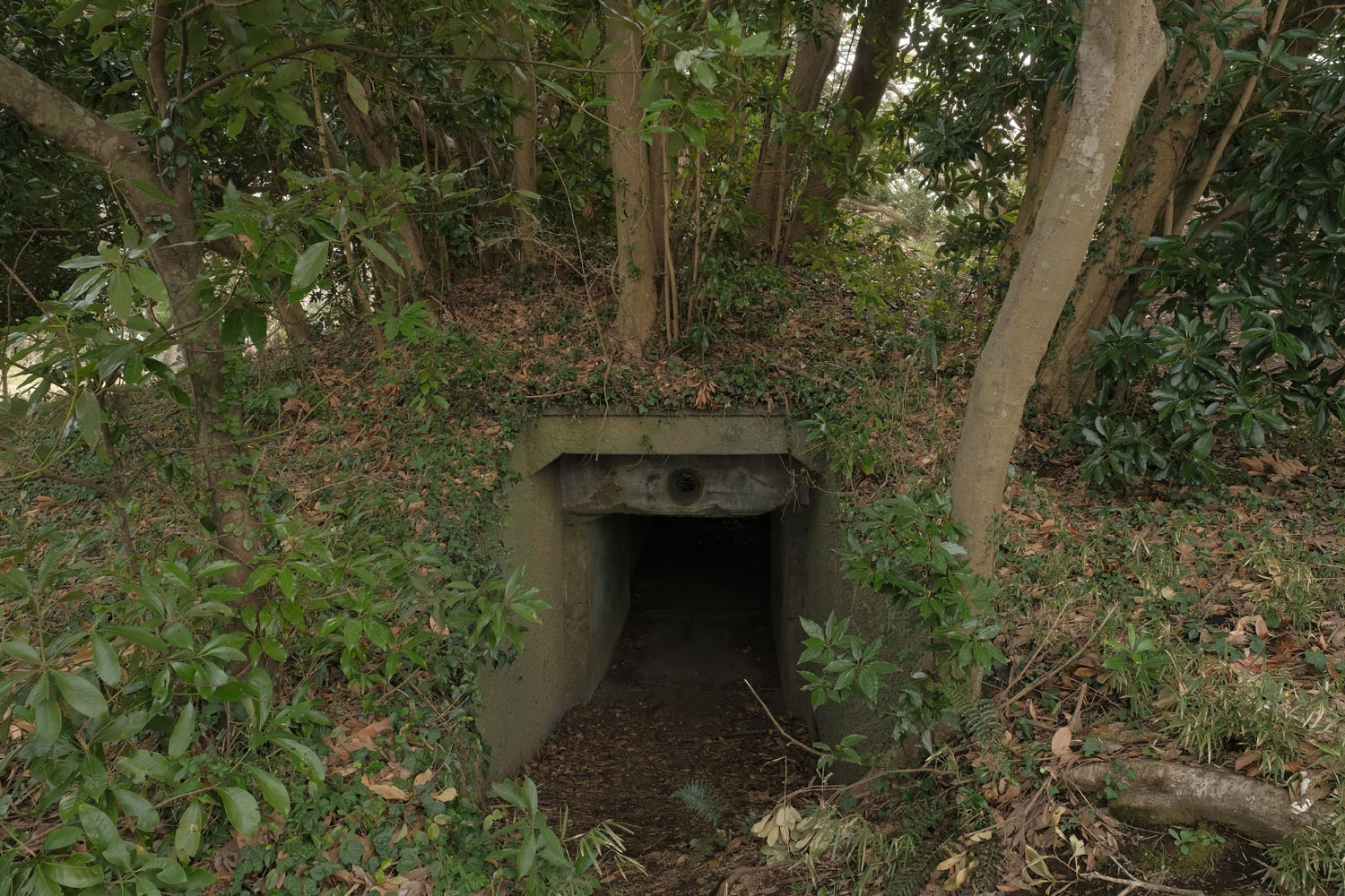 大房岬要塞跡地の真実！巨大砲台と地下壕の現在・心霊の噂を徹底解剖