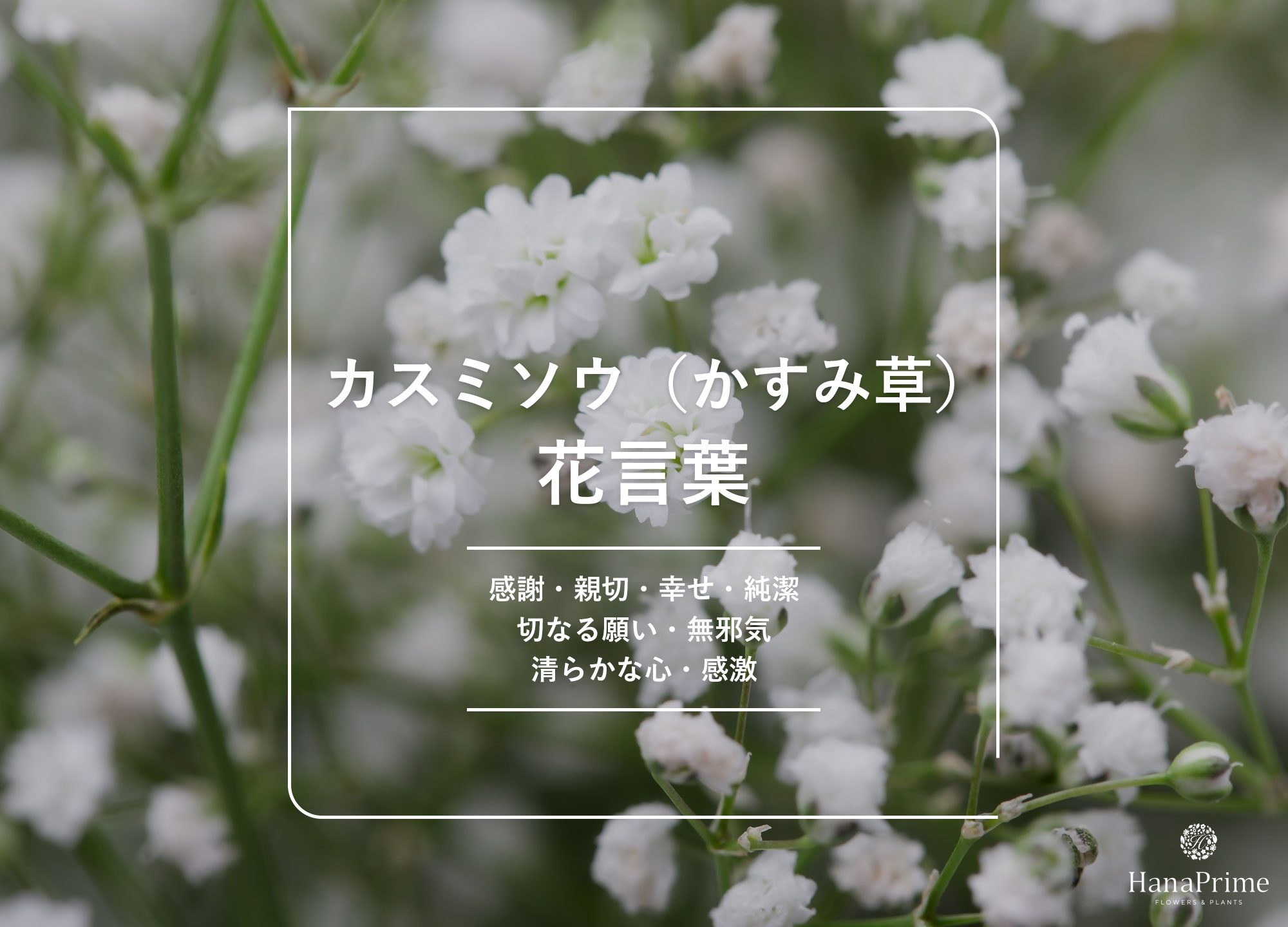 かすみ草の花言葉に怖い裏の意味？色別・本数別の真相と贈り物マナー