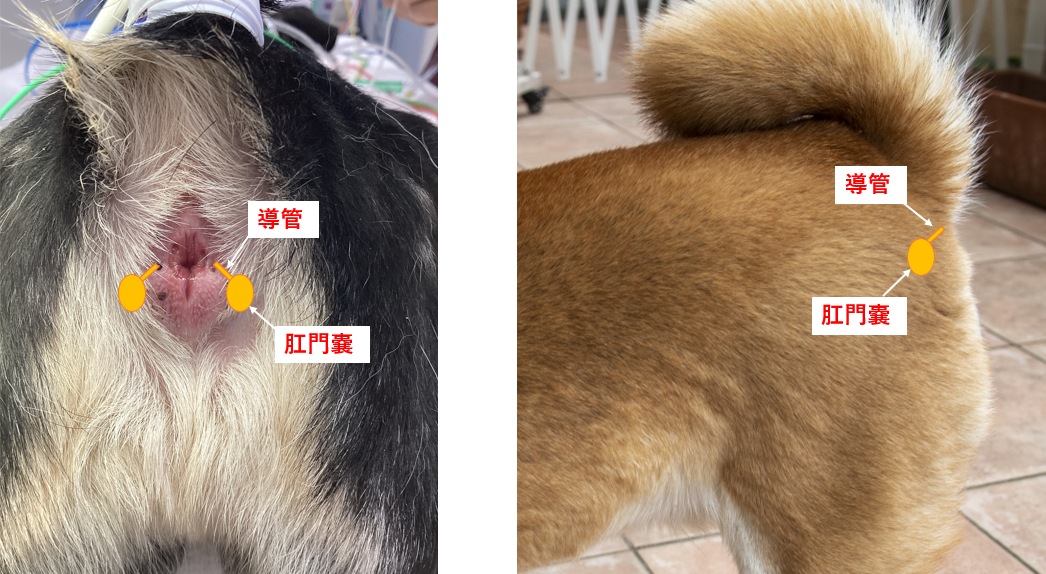 愛猫のお尻歩きを放置するな！肛門腺破裂の危機と正しいケアの全真相