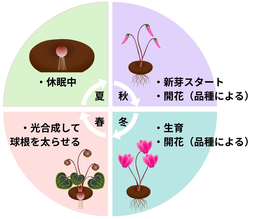 なぜ枯れる？シクラメンの育て方決定版！プロが教える長持ちの極意