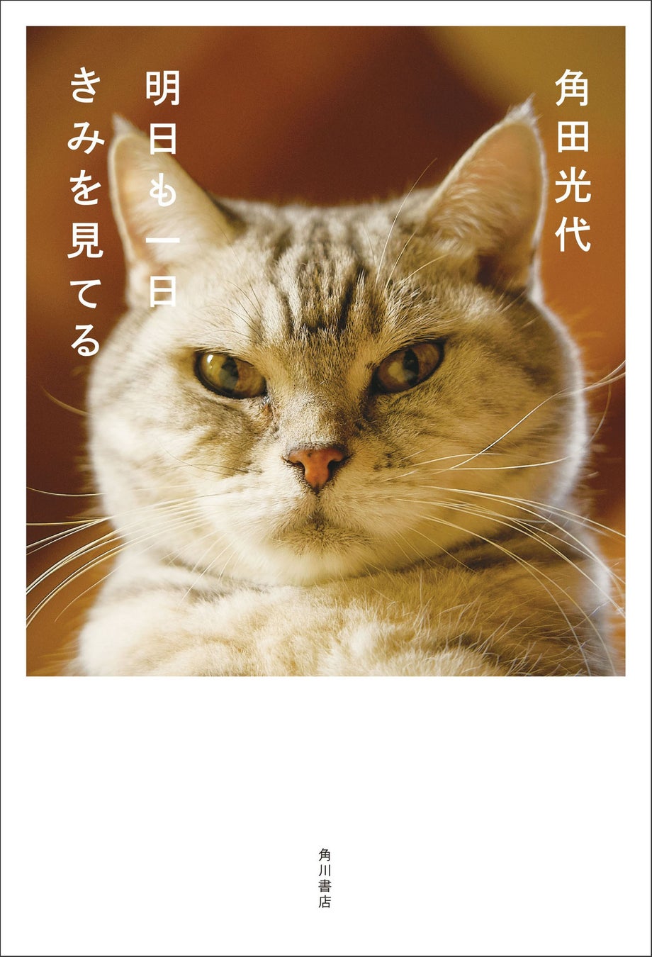 話題の「ととねこ」の正体とは？評判や2026年最新活動を徹底追跡