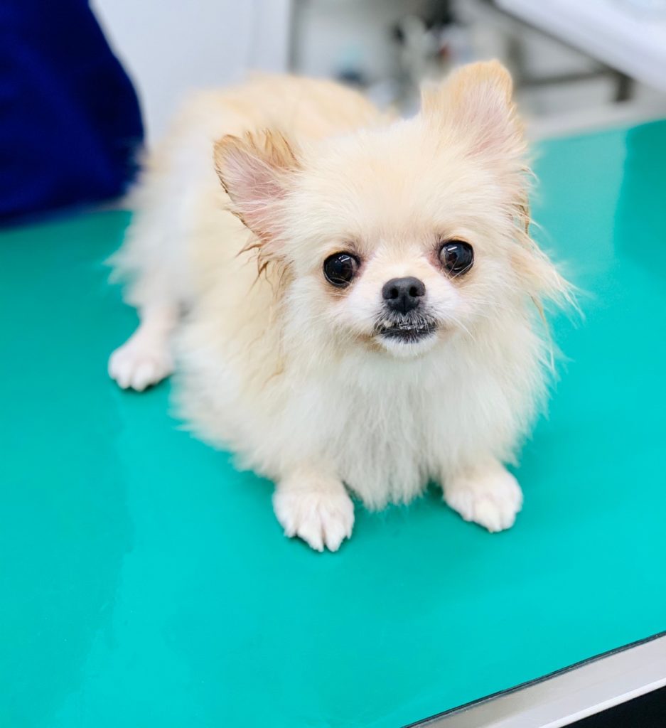犬がガタガタ震える原因と危険サイン｜命を守る見分け方と緊急対処