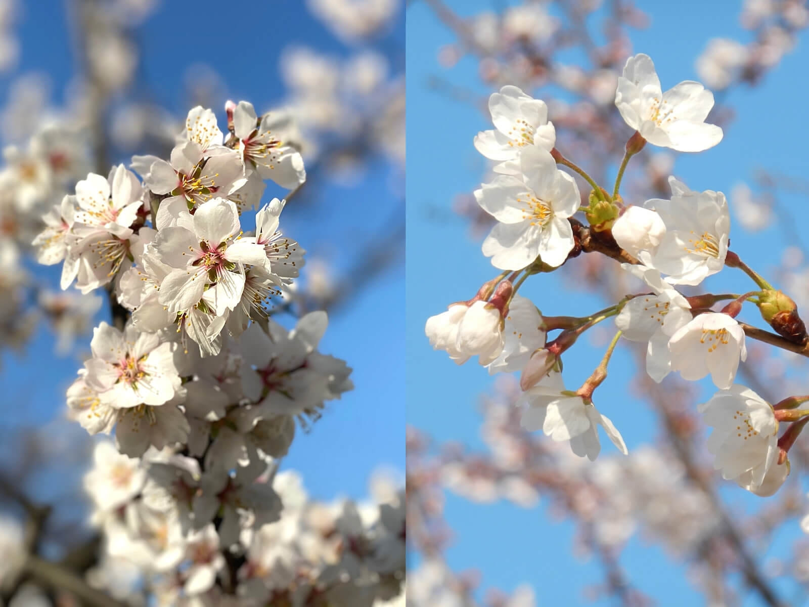 桜に酷似するアーモンドの花とは？見分け方と名所・意外な花言葉