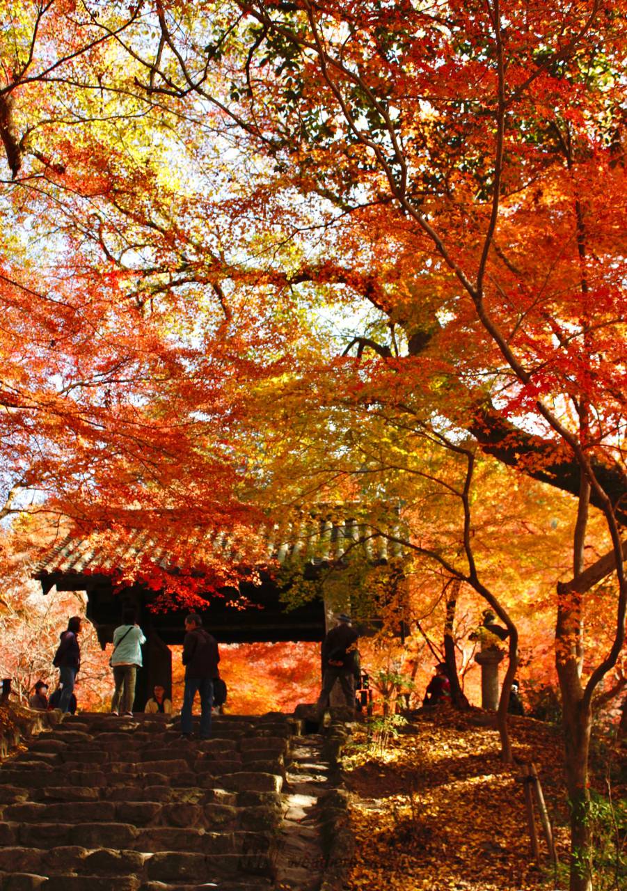 秋月城跡の紅葉2026！黒門の絶景理由と見頃・混雑回避完全ガイド