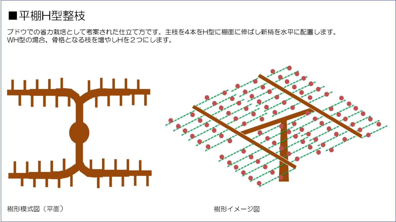 ブドウ棚の作り方完全版！単管パイプDiy図面と台風対策の費用比較