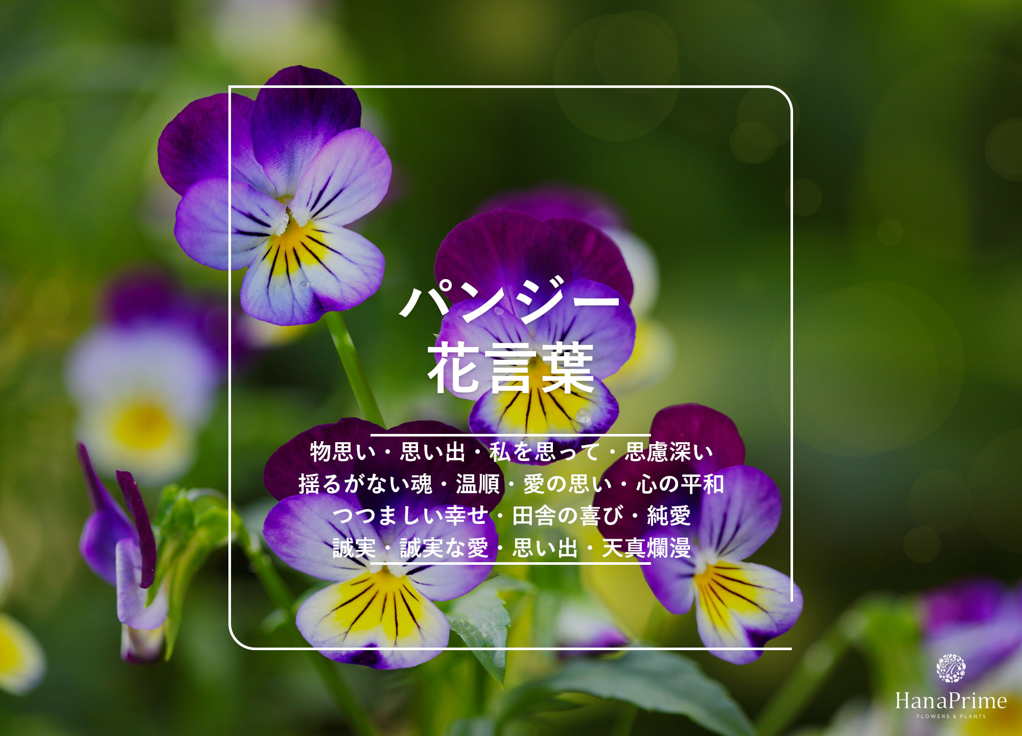パンジーの花言葉に怖い意味は？色別の象徴と贈る際のマナー徹底検証