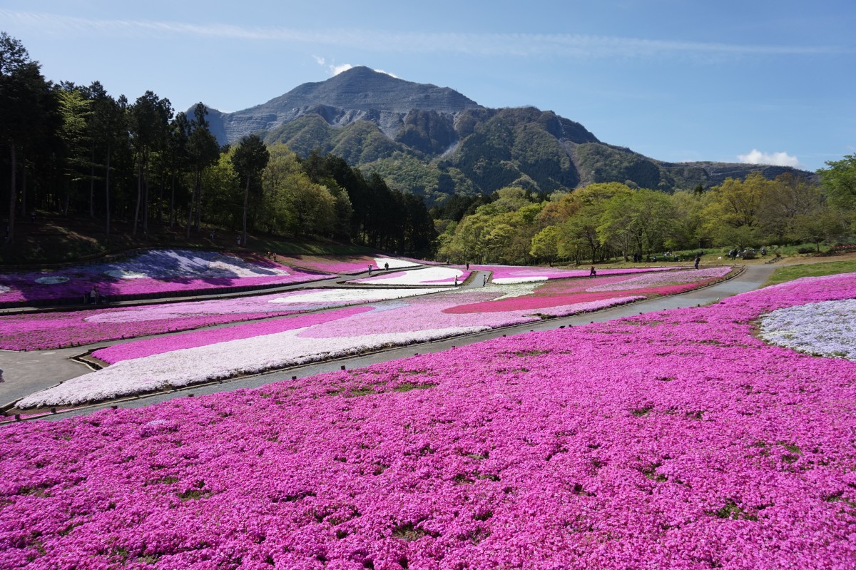 羊山公園・芝桜の丘2026完全攻略｜見頃と混雑回避の裏ワザ徹底解説