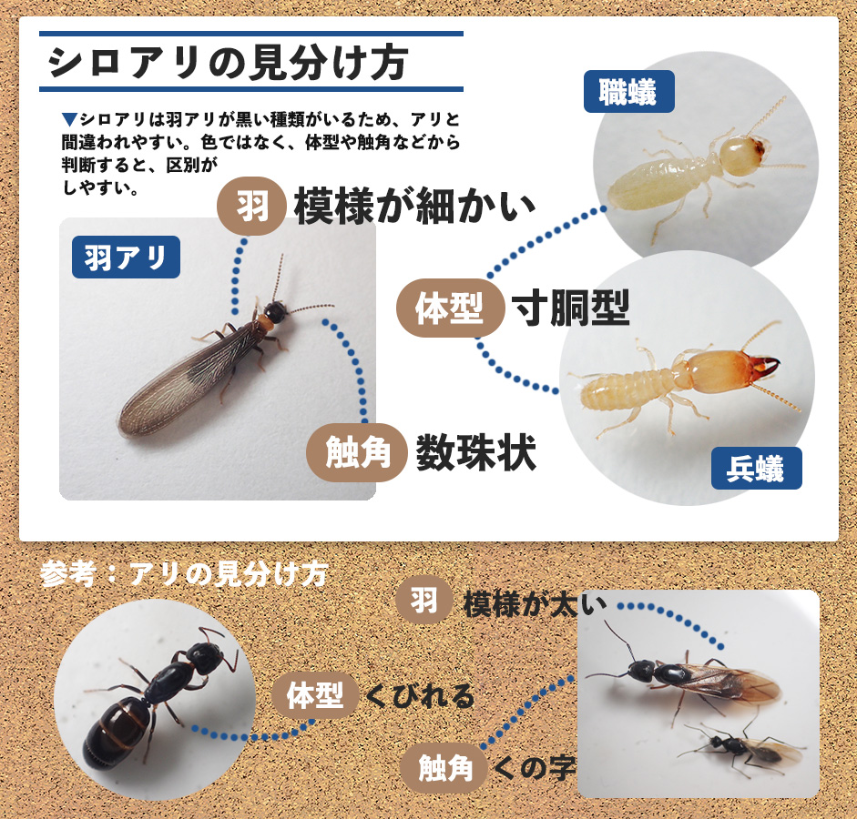 羽アリ発生はシロアリの警告？プロが見抜く見分け方と駆除対策