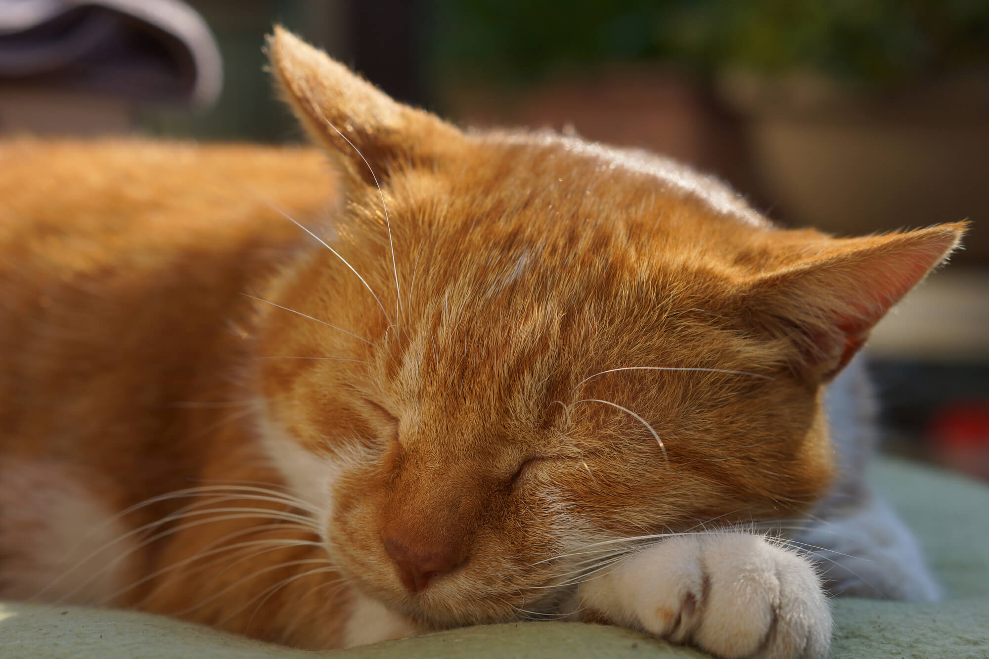 猫がずっと寝てるのは病気？見逃せない危険サインと受診の判断基準