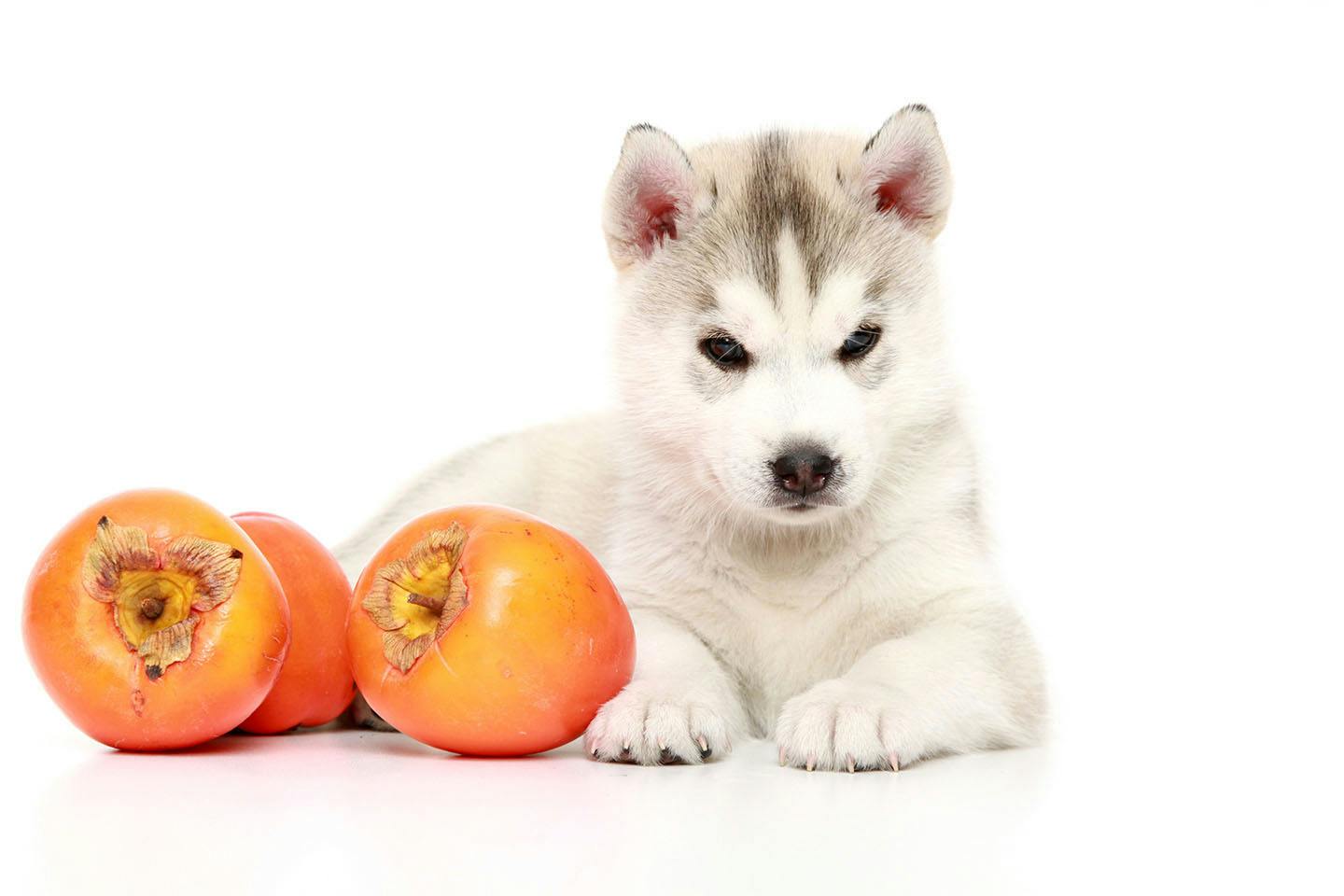 犬に柿は大丈夫？種と干し柿の危険性や適量を獣医目線で徹底解説