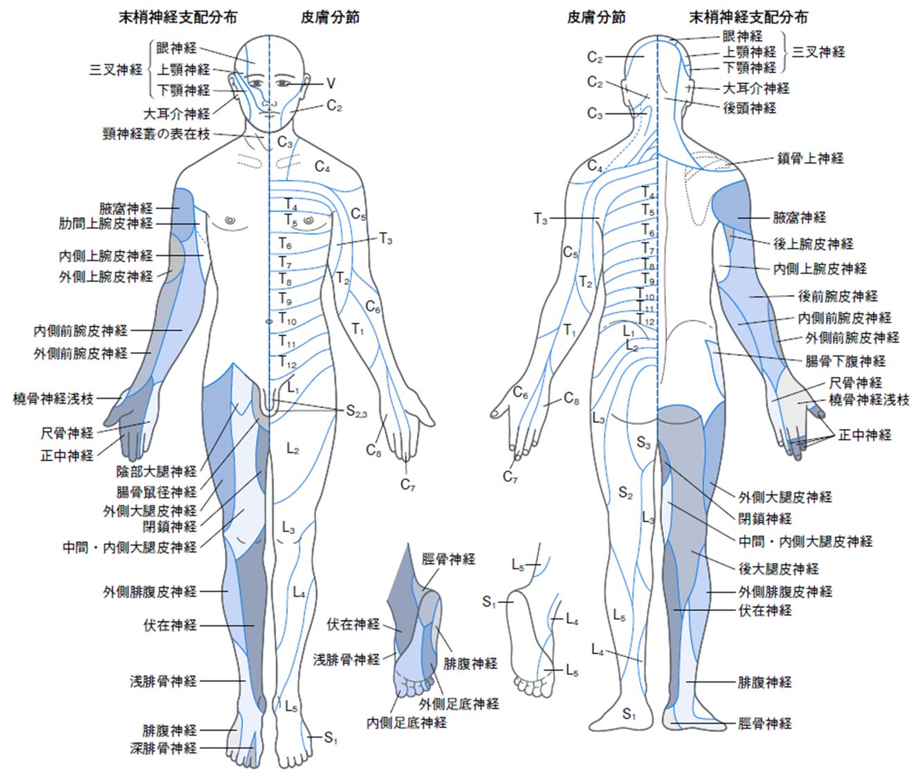 【完全版】神経支配領域とデルマトームの違いは？臨床で役立つ3つの要点