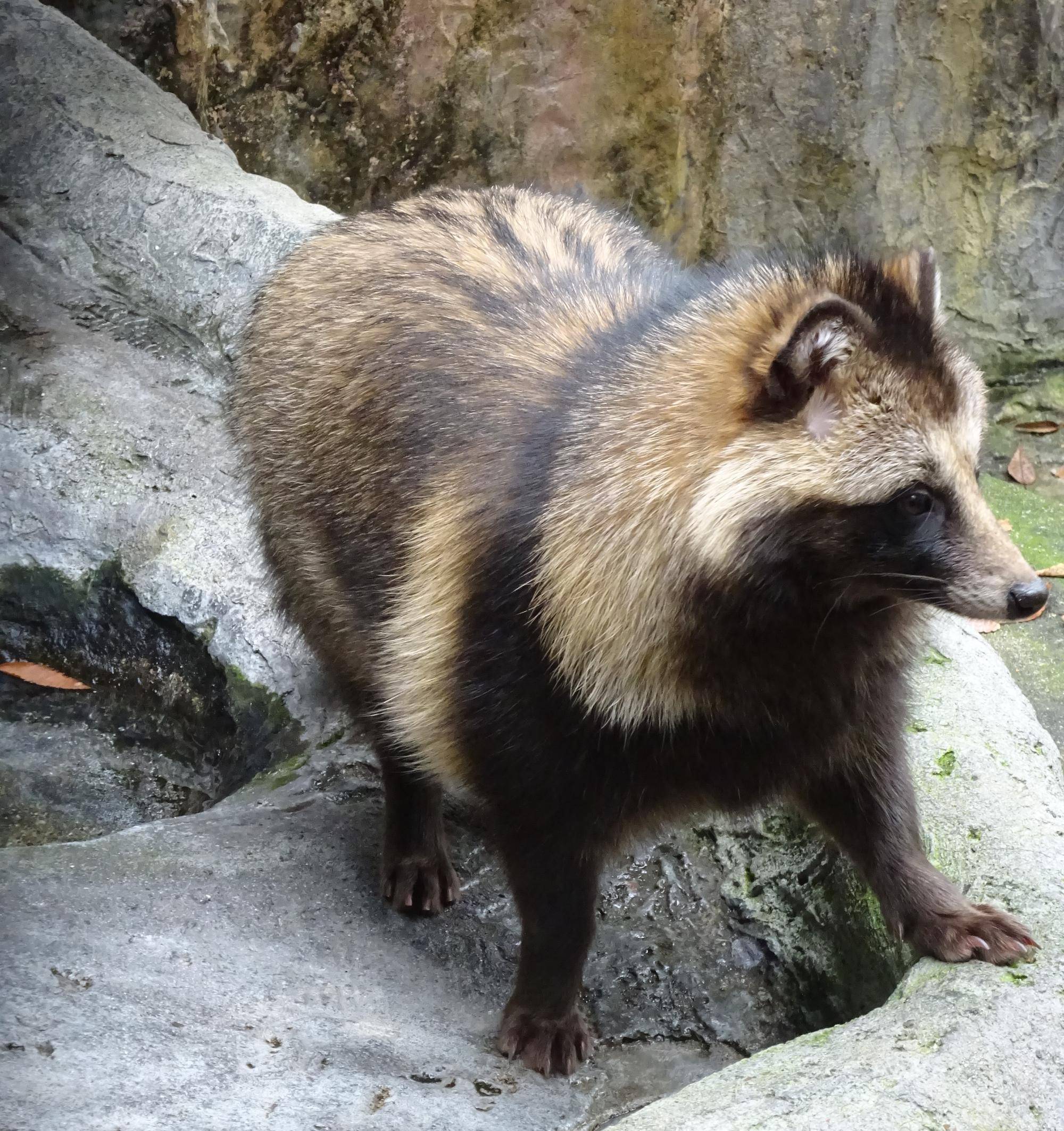 たぬき顔とは？愛される7大特徴と代表芸能人・最新メイク術を徹底解剖