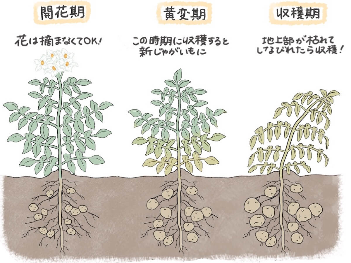 じゃがいも収穫時期の見極め方！枯れるサインと雨の日Ngの真相