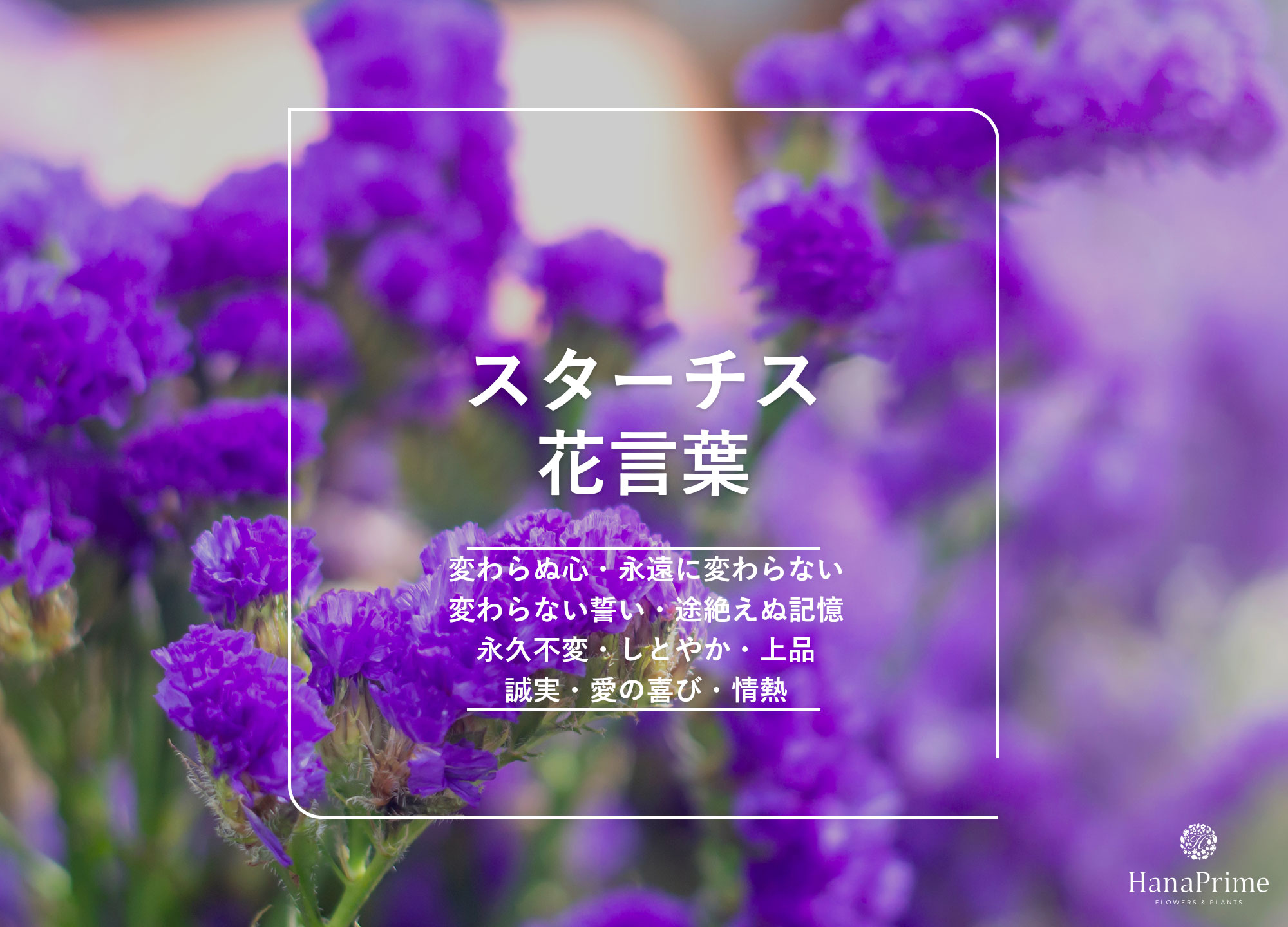 スターチスの花言葉は怖い？色別の意味や仏花の理由と贈る際の注意点