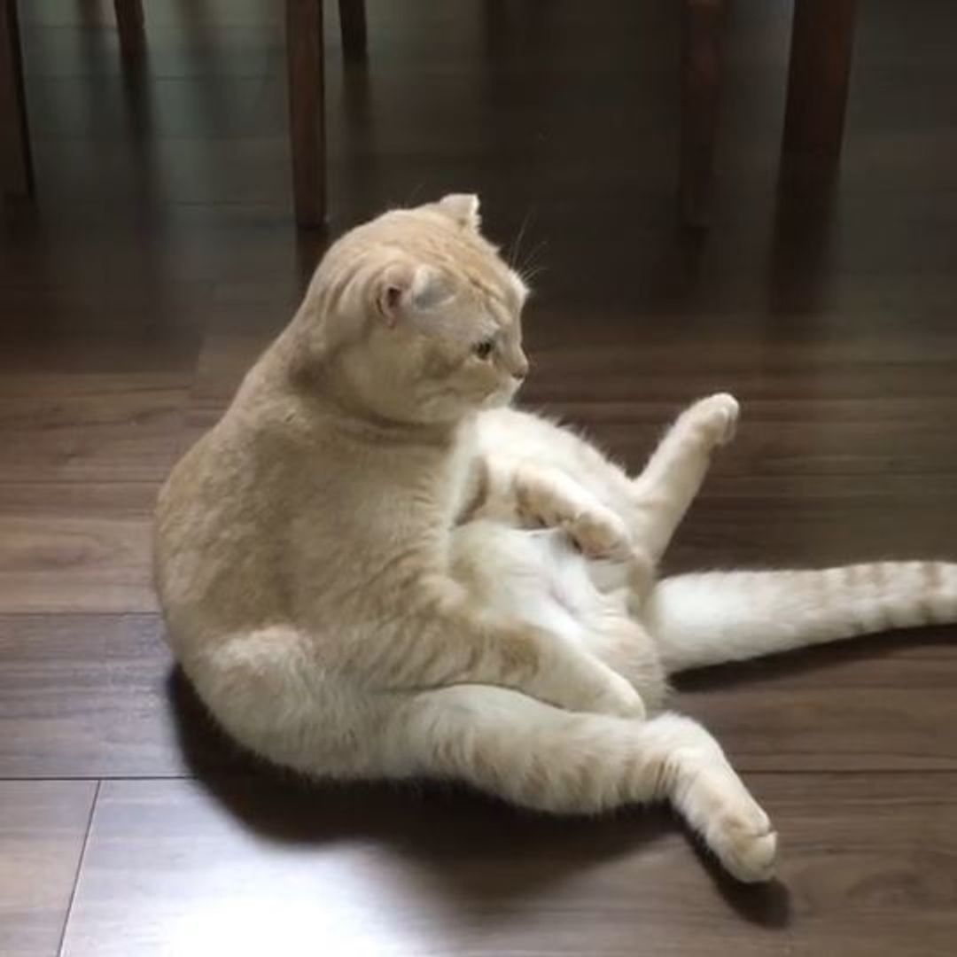 中身はおじさん？猫が人間みたいに見える驚きの真相と行動心理を徹底追究