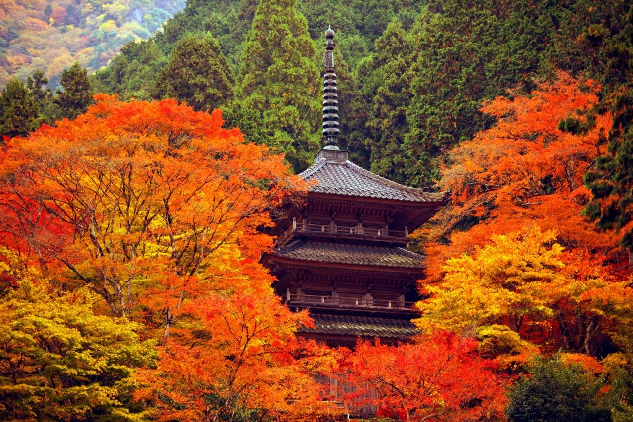 丹波高源寺の紅葉2026｜天目カエデの見頃と混雑回避術を徹底解説