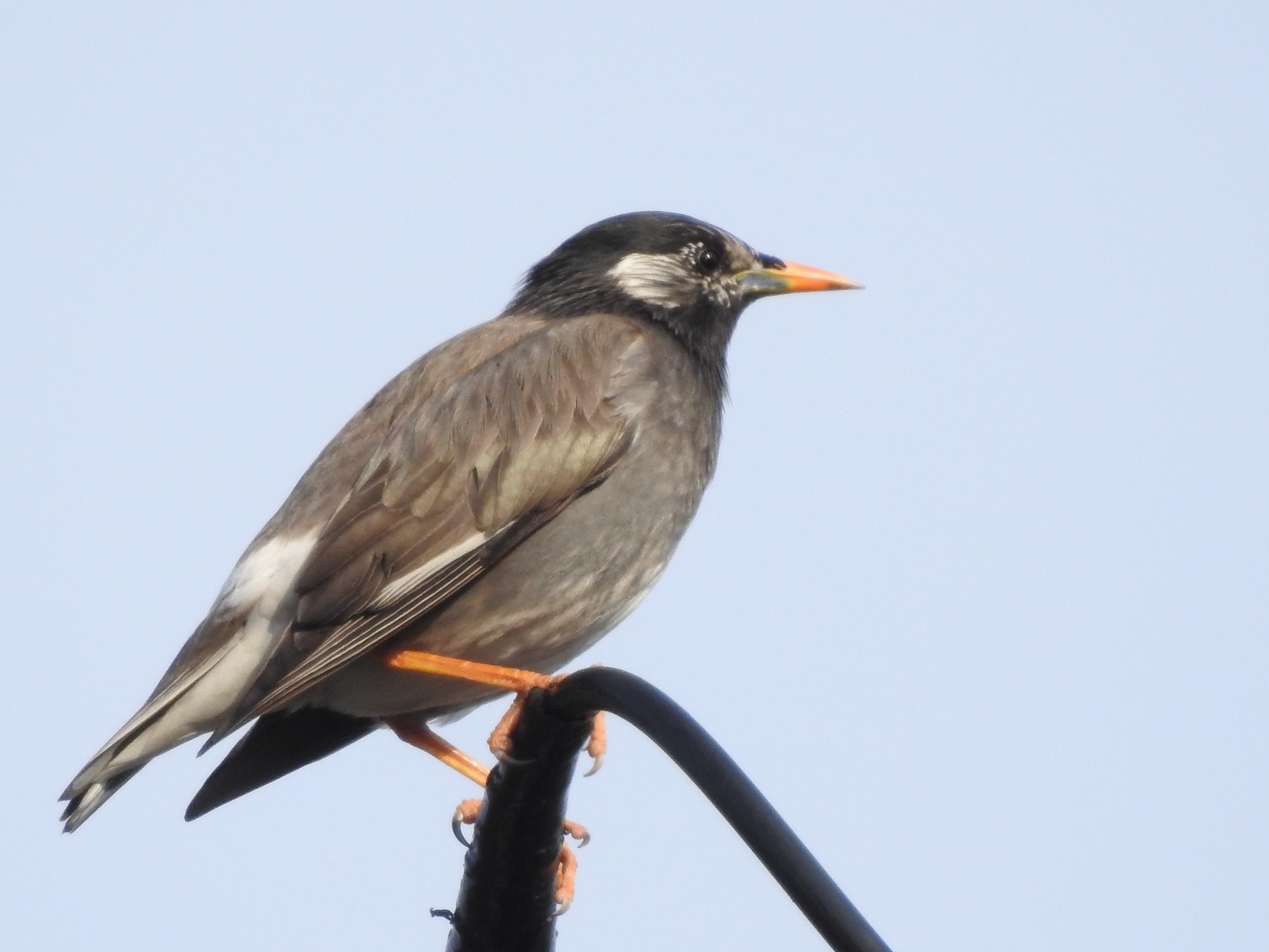ムクドリを飼う前に知るべき法と覚悟、その鳥生を背負う重み
