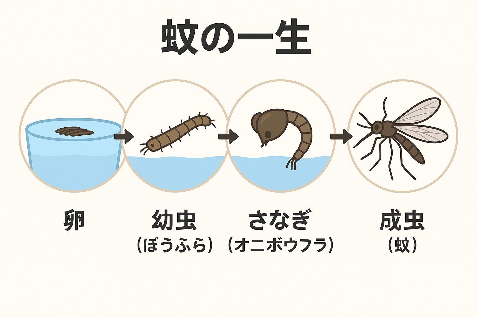 部屋に入った蚊の寿命は何日？オスとメスの違いと越冬の真相を解説