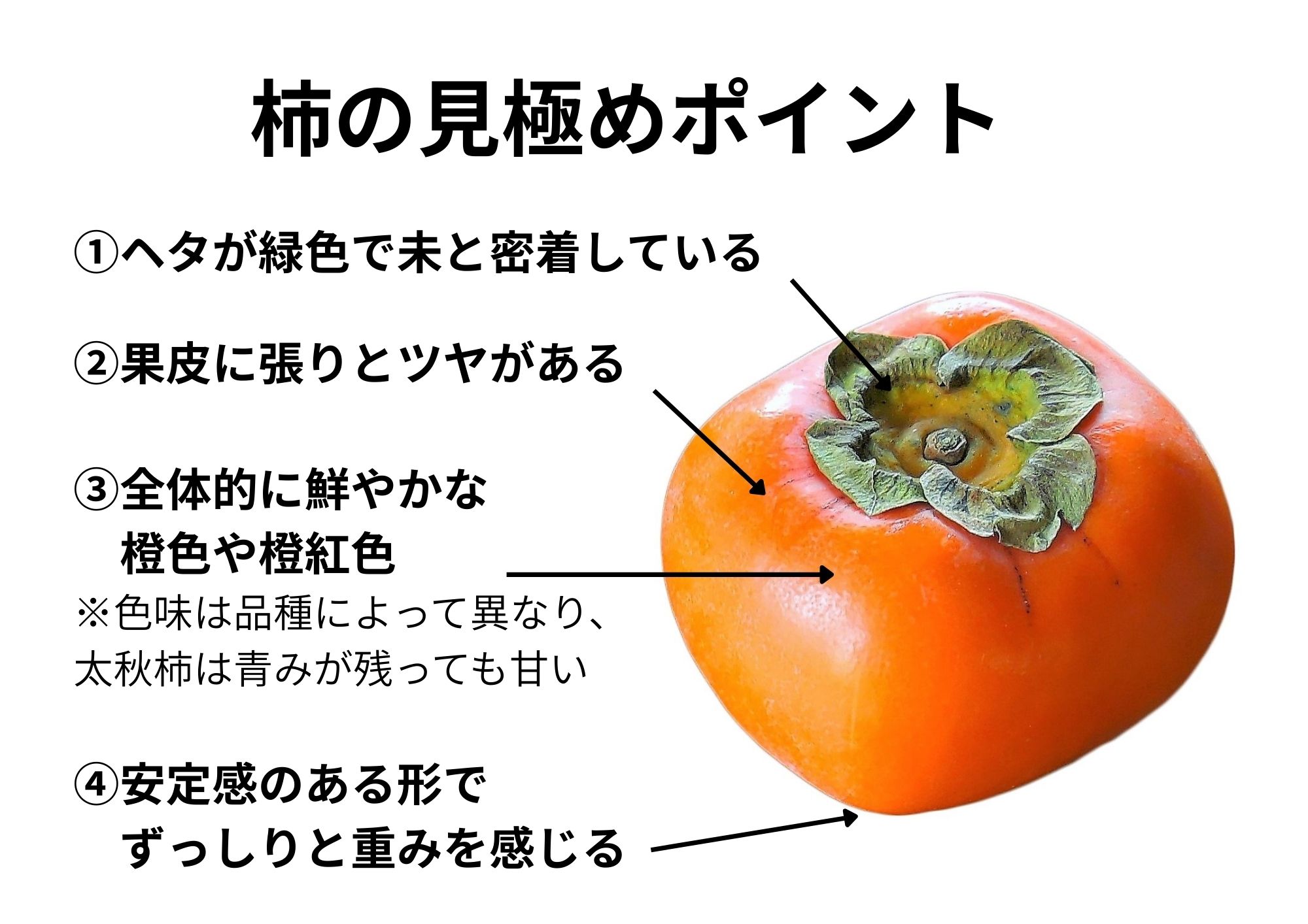 渋柿と甘柿の見分け方決定版！ヘタの隙間と断面で見抜くプロの判別術
