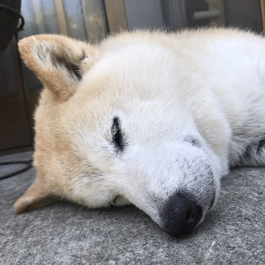 柴犬愛ちゃんの現在と噂の真相｜年齢や飼い主の素顔と2026年最新情報