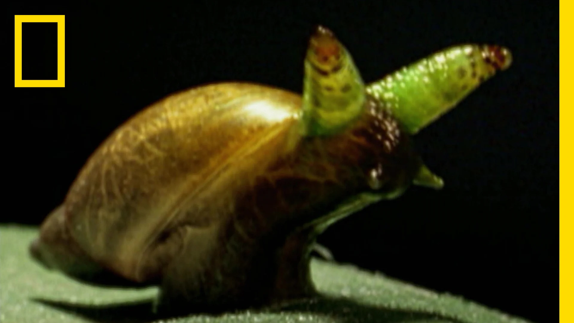 カタツムリの寄生虫は触ると危険？ゾンビ化の真相と感染リスク