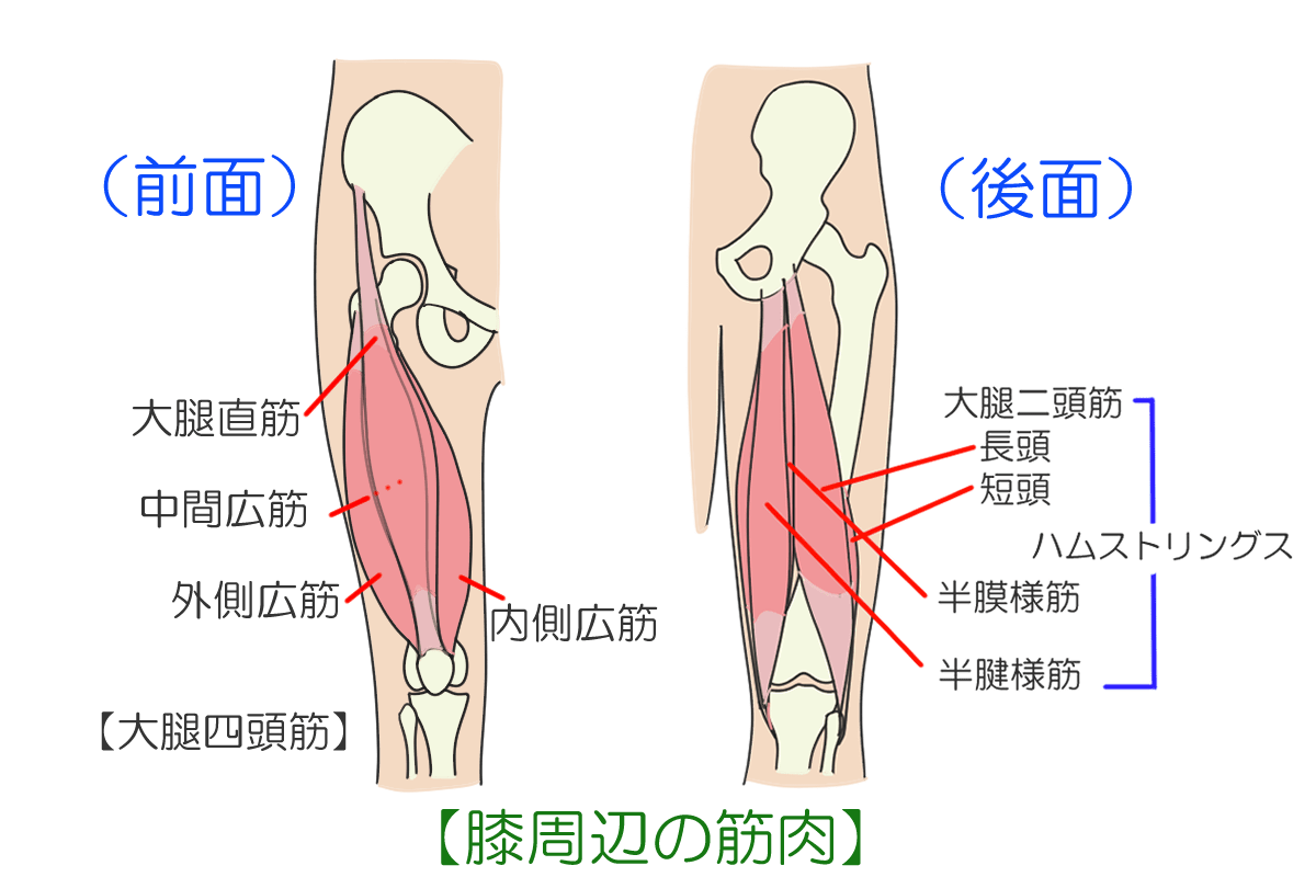 意外と知らない膝裏の名前とは？正式名称「膝窩」と「膕」の秘密を解明
