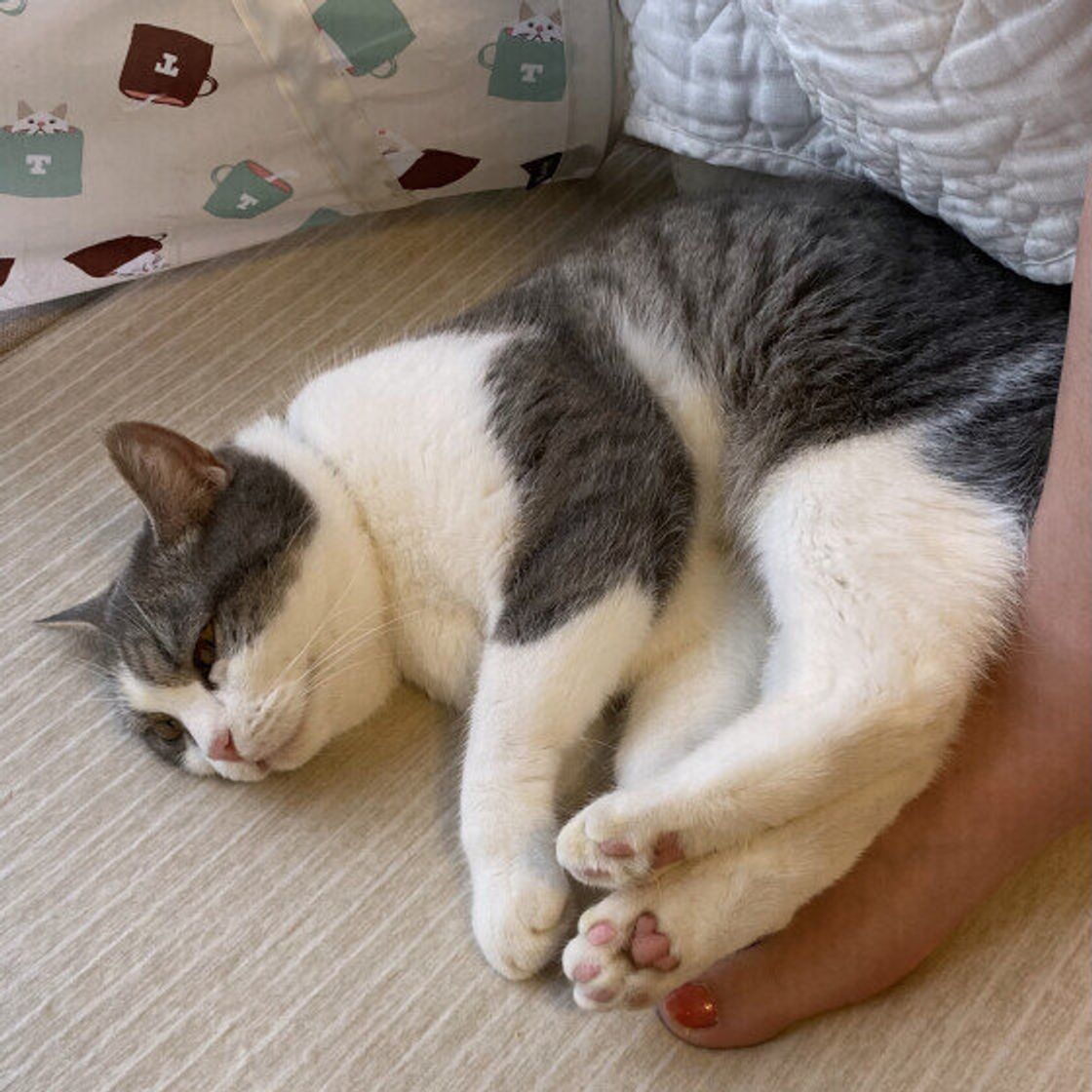 なぜか猫が寄ってくる人の特徴とは？好かれる理由と心理を徹底解明