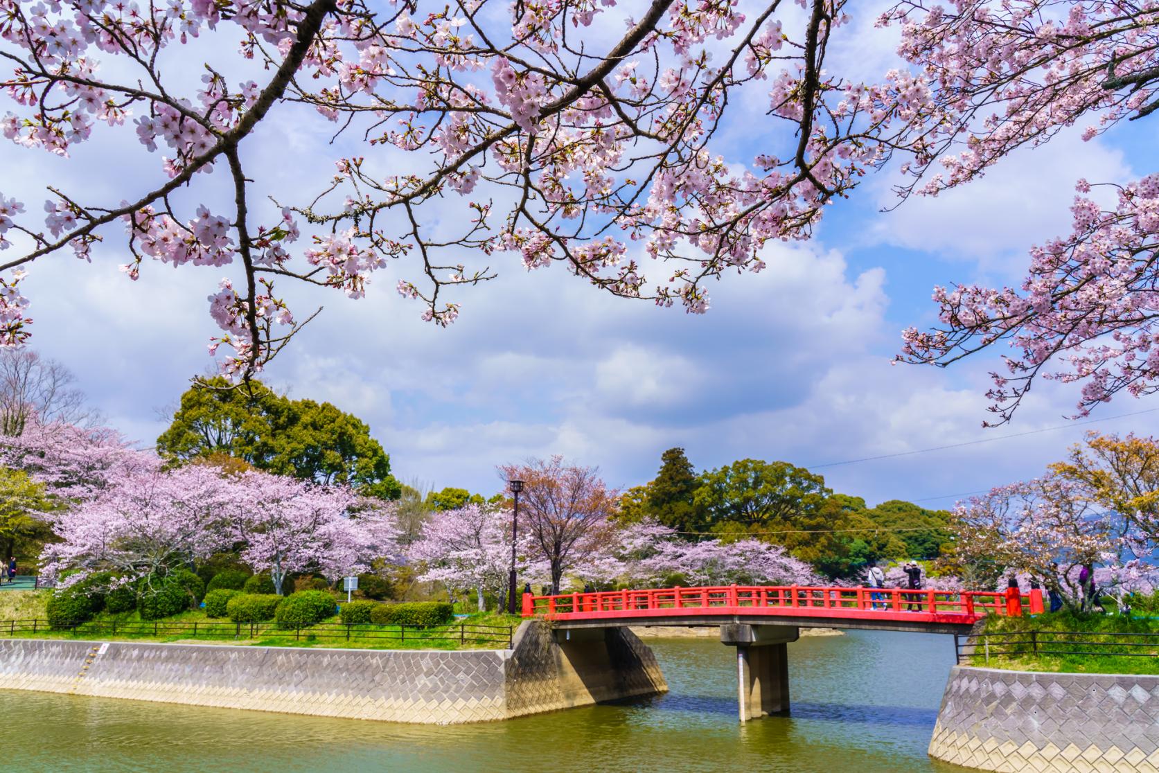 福岡の桜の名所決定版2026！満開見頃と穴場・ライトアップ攻略
