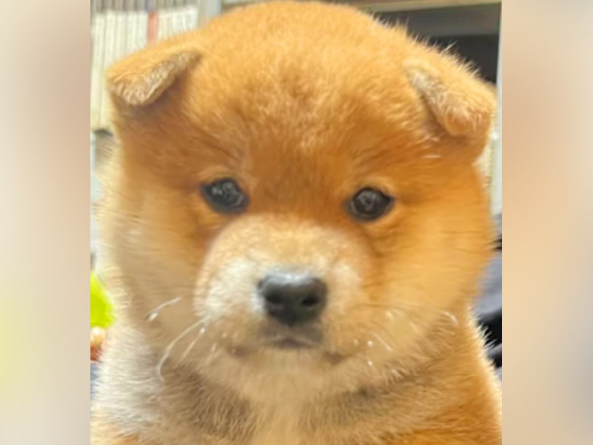 柴犬のたぬき顔ときつね顔の違いは？子犬の見分け方と特徴を徹底検証