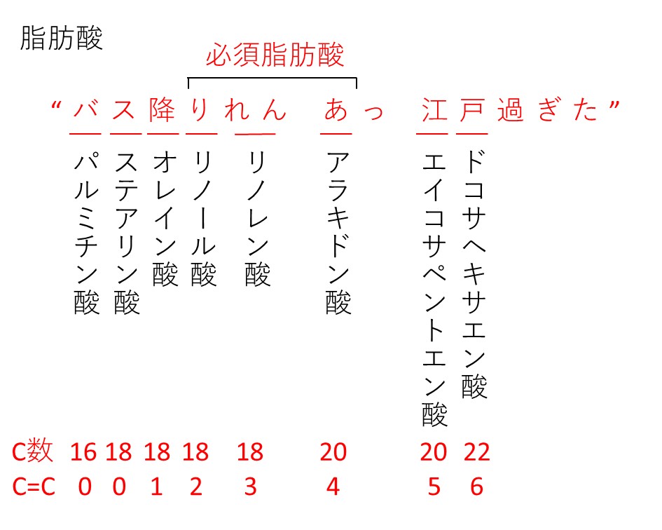必須脂肪酸のゴロ合わせ決定版！国試対策と暗記法を徹底解説