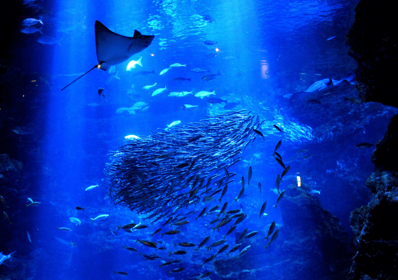 京都水族館2026のリアル評判！見どころ・割引と混雑回避を徹底検証