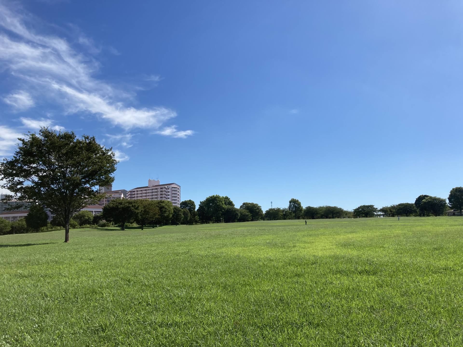 大島小松川公園2026最新ガイド！Bbq予約から大型遊具・千本桜まで