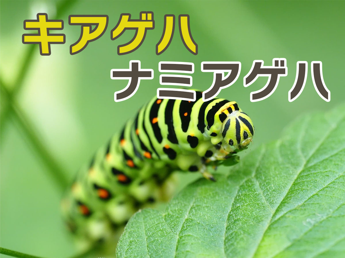 キアゲハの幼虫に毒はある？ナミアゲハとの違いや餌・飼育法を徹底解説