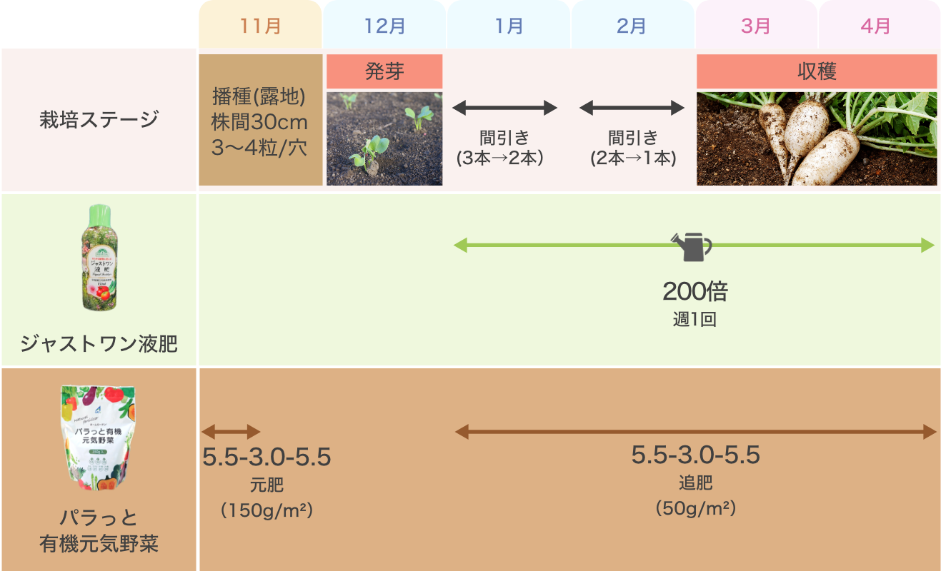 大根の種まき時期はいつ？地域別の適期と失敗を防ぐ育て方を徹底解説