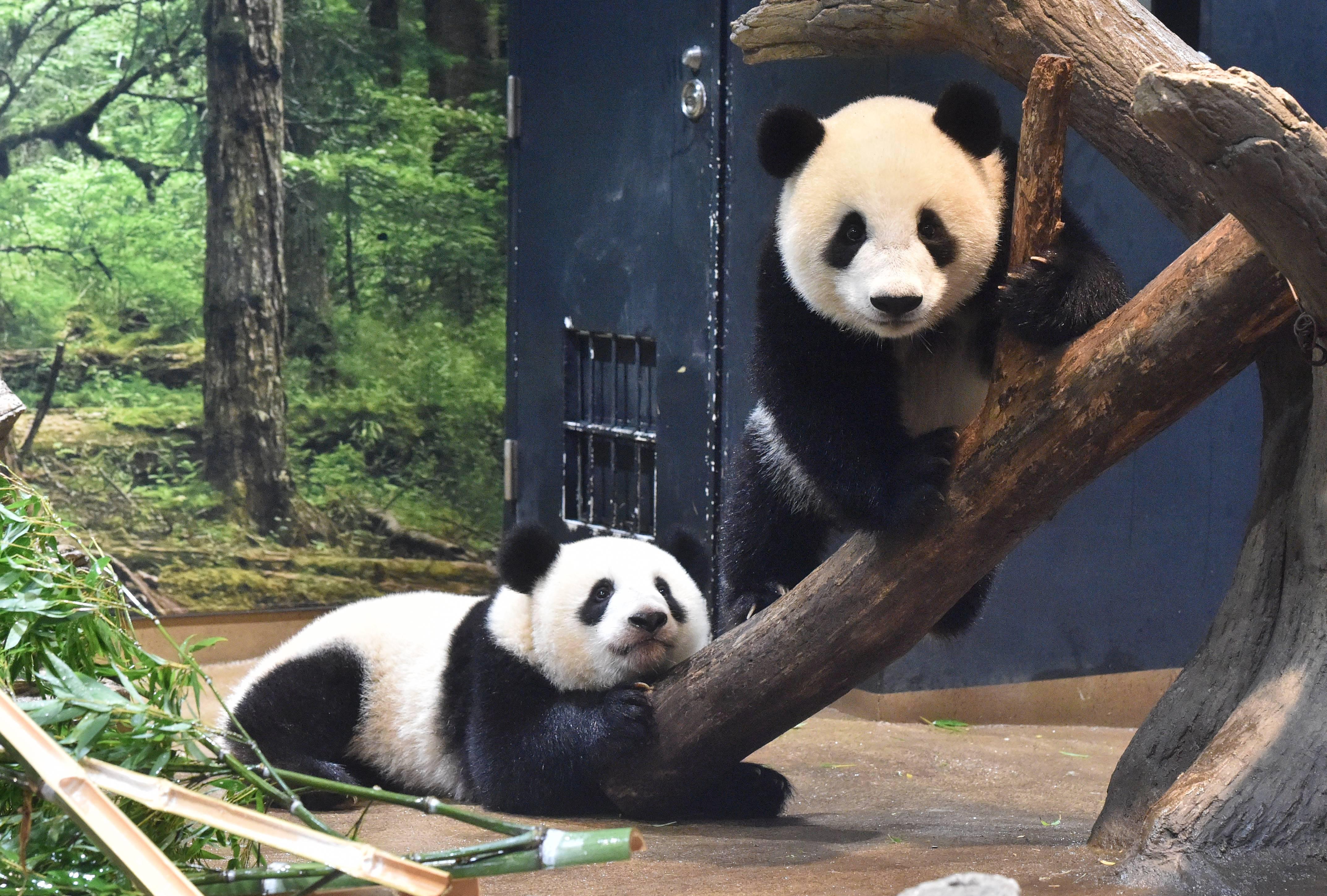 上野動物園のパンダの現在と見どころ完全ガイド【2026年最新】