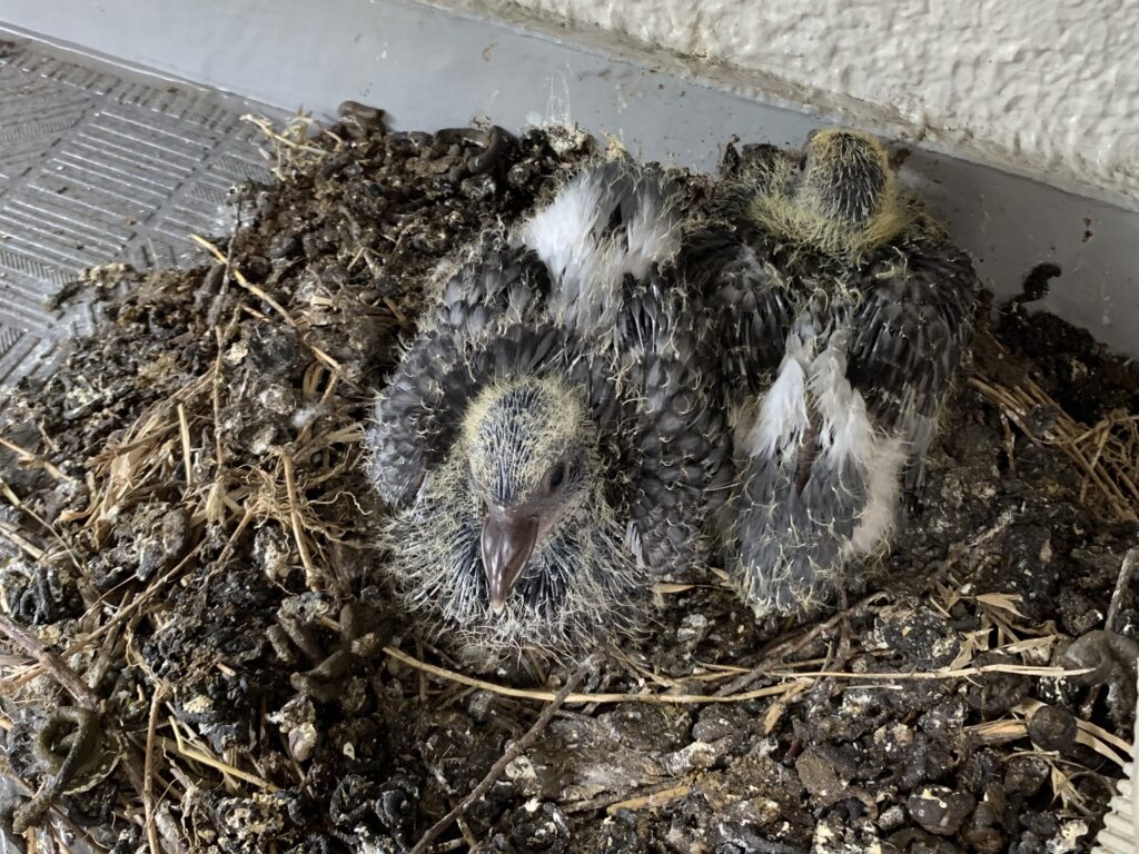 鳩の卵は何日で孵化？勝手に撤去すると法律違反に！プロが教える正しい対処法