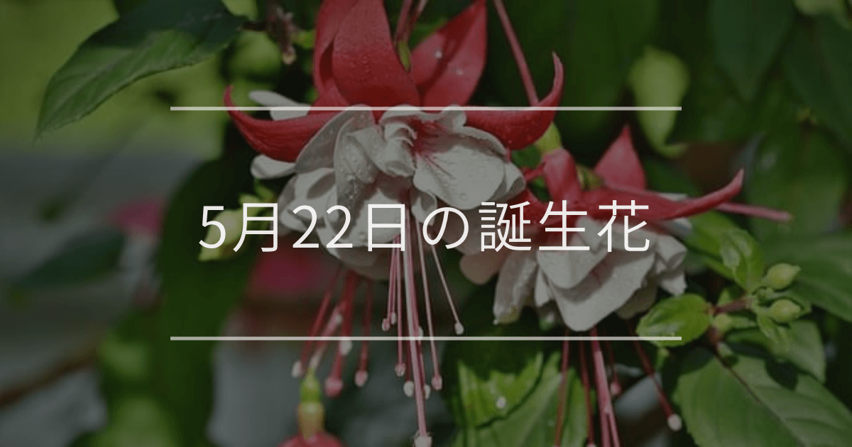 5月22日の誕生花と花言葉の真相｜怖い意味の噂やギフト選びの秘訣